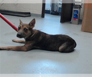German Shepherd Dog-Unknown Mix Dogs for adoption in Fayetteville, NC, USA