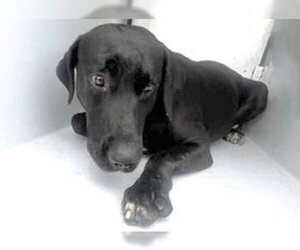 Labrador Retriever Dogs for adoption in Houston, TX, USA