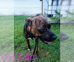 Bullboxer Pit Dogs for adoption in Oakhurst, NJ, USA