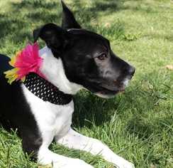Bull Terrier Dogs for adoption in Livermore, CA, USA