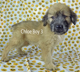 Miniature Labradoodle Dogs for adoption in Griffin, GA, USA
