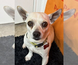 Chihuahua-Unknown Mix Dogs for adoption in Lakewood, CO, USA