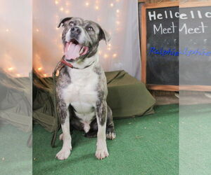 American Pit Bull Terrier-Unknown Mix Dogs for adoption in Crandall, GA, USA