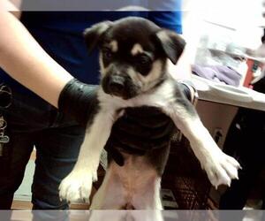 German Shepherd Dog-Unknown Mix Dogs for adoption in Martinez, CA, USA