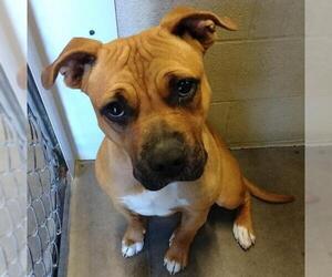 Bullboxer Pit Dogs for adoption in St Helens, OR, USA