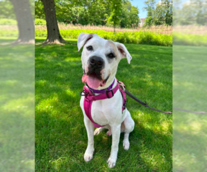Masti-Bull Dogs for adoption in Westwood, NJ, USA
