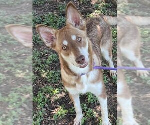 Siberian Husky Dogs for adoption in Texas City, TX, USA