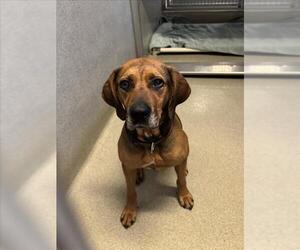 Black and Tan Coonhound-Unknown Mix Dogs for adoption in Rancho Cucamonga, CA, USA