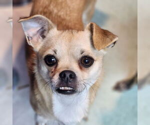 Chiweenie Dogs for adoption in Walnutport, PA, USA