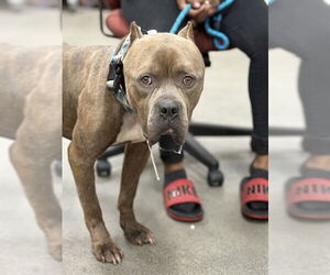 Mutt Dogs for adoption in Forestville, MD, USA