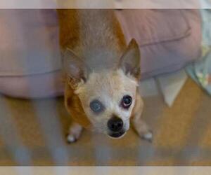 Chihuahua Dogs for adoption in Martinez, CA, USA