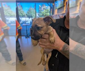 Dachshund-Unknown Mix Dogs for adoption in Upland, CA, USA