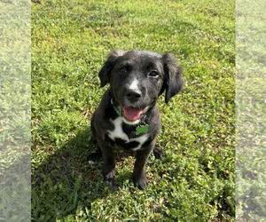 Borador Dogs for adoption in Royal Palm Beach, FL, USA