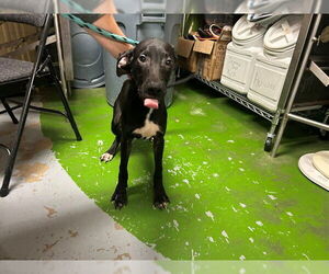 Labrador Retriever-Unknown Mix Dogs for adoption in Ocala, FL, USA