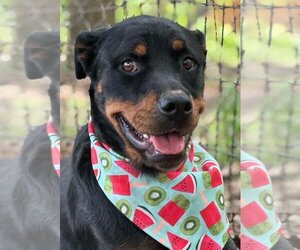 Rottweiler Dogs for adoption in Hillsboro, NH, USA