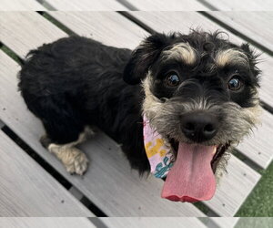 Mutt Dogs for adoption in Andover, MN, USA