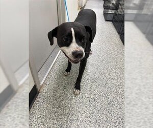 Boxador Dogs for adoption in Rosenberg, TX, USA