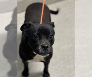 American Pit Bull Terrier-Unknown Mix Dogs for adoption in Las Vegas, NV, USA