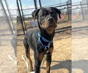 Rottweiler-Unknown Mix Dogs for adoption in Millersville, MD, USA