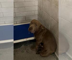 Mutt Dogs for adoption in Stockton, CA, USA