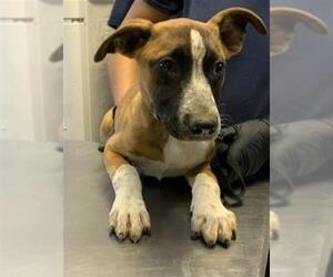 German Shepherd Dog-Unknown Mix Dogs for adoption in Visalia, CA, USA