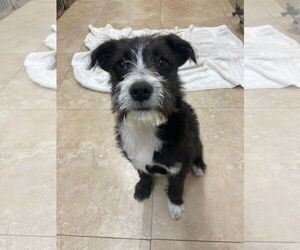 Mutt Dogs for adoption in San Diego, CA, USA