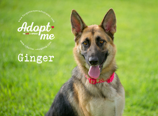 German Shepherd Dog Dogs for adoption in Pearland, TX, USA