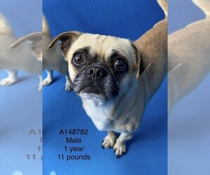 Pug-Unknown Mix Dogs for adoption in Calgary, Alberta, Canada