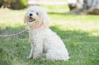 Poodle (Miniature) Dogs for adoption in El Cajon, CA, USA