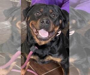 Rottweiler Dogs for adoption in Stroudsburg, PA, USA