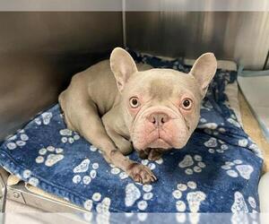 French Bulldog Dogs for adoption in Pasadena, CA, USA