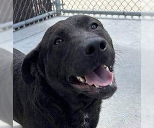 Basset Hound-Unknown Mix Dogs for adoption in Jefferson, WI, USA