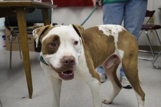 Bullypit Dogs for adoption in Mesa, AZ, USA