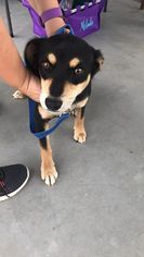 Medium Photo #1 Labrador Retriever-Unknown Mix Puppy For Sale in Pleasanton, TX, USA