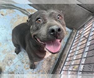 American Pit Bull Terrier Dogs for adoption in Pasadena, CA, USA