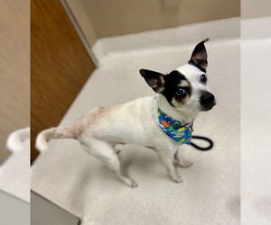 Mutt Dogs for adoption in Conroe, TX, USA