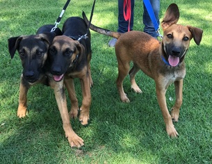 Mutt Dogs for adoption in Bell Gardens, CA, USA