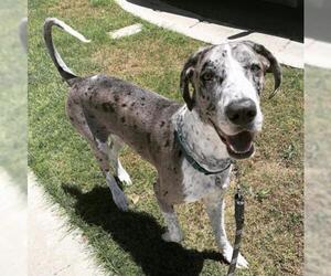 Great Dane Dogs for adoption in Dana Point, CA, USA