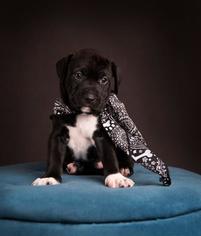 Bullboxer Pit Dogs for adoption in Salt Lake City, UT, USA