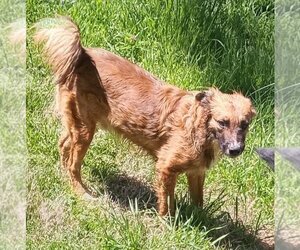 Border Collie-Unknown Mix Dogs for adoption in Harrison, AR, USA