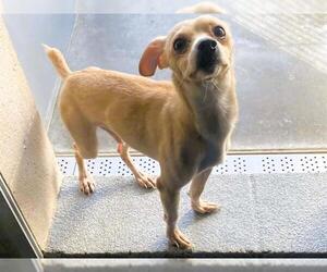 Medium Photo #1 Chihuahua-Parson Russell Terrier Mix Puppy For Sale in Orange, CA, USA