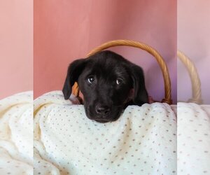 Medium Photo #3 Shepradors Puppy For Sale in Claremore, OK, USA