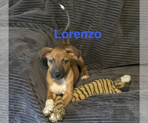 Mutt Dogs for adoption in Topeka, KS, USA