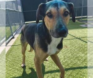 German Shepherd Dog-Unknown Mix Dogs for adoption in Grand Prairie, TX, USA
