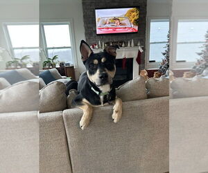 Siberian Husky-Unknown Mix Dogs for adoption in Springdale, PA, USA