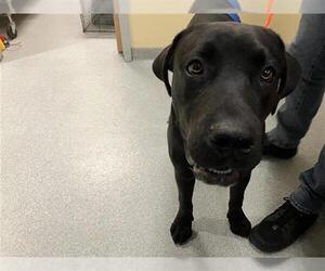 Mastador Dogs for adoption in Orange, CA, USA