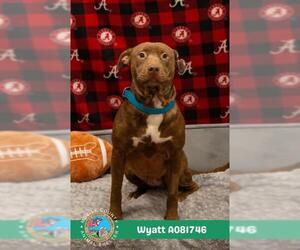 Staffordshire Bull Terrier Dogs for adoption in Mobile, AL, USA