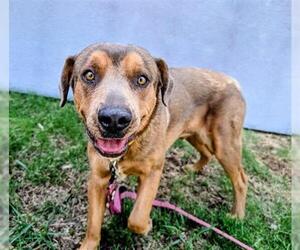 Rottweiler-Unknown Mix Dogs for adoption in Denver, CO, USA