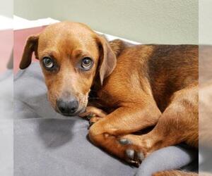 Basschshund Dogs for adoption in Belleville, MI, USA