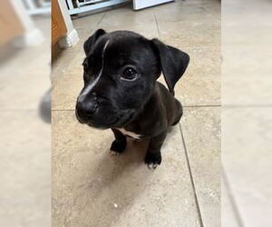 Labrador Retriever Dogs for adoption in Rosenberg, TX, USA